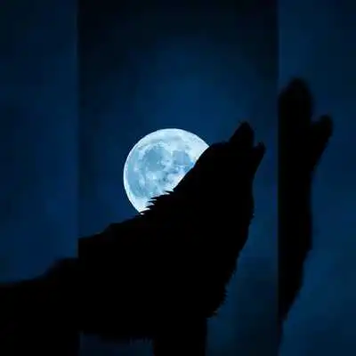 Play Wolves HD Wallpapers