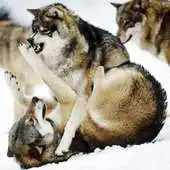 Free play online Wolves Live Wallpaper br APK