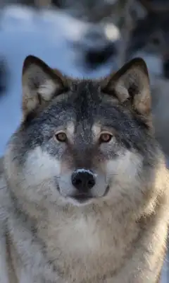 Play Wolves Live Wallpaper br