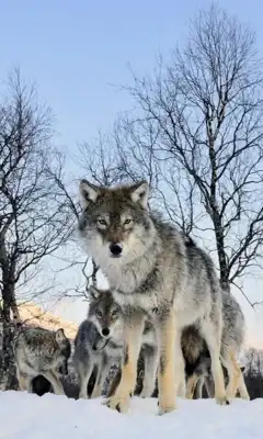 Play Wolves Live Wallpaper br