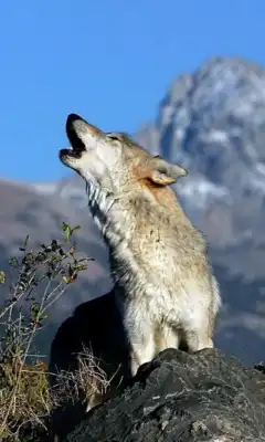 Play Wolves Live Wallpaper br