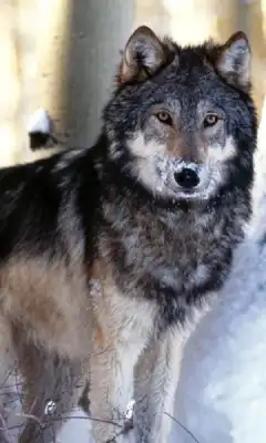 Play Wolves Live Wallpaper br