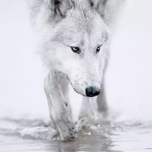 Play Wolves Live Wallpaper APK