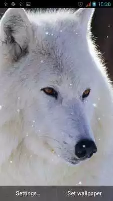 Play Wolves Live Wallpaper