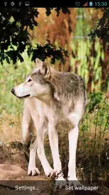Play Wolves Live Wallpaper
