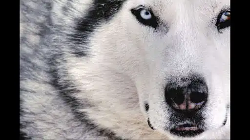 Play Wolves. Predators Wallpapers as an online game Wolves. Predators Wallpapers with UptoPlay