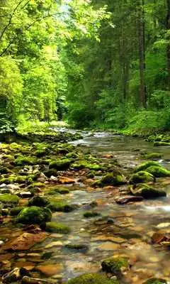 Play Wonderful forest river