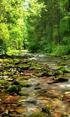 Play Wonderful forest river