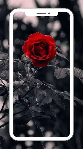 Play wonderful roses wallpapers as an online game wonderful roses wallpapers with UptoPlay