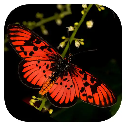Play Woodhalls Butterflies RSA APK Play Woodhalls Butterflies RSA APK