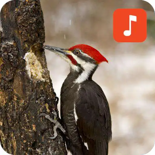 Play Woodpecker Bird Sounds APK