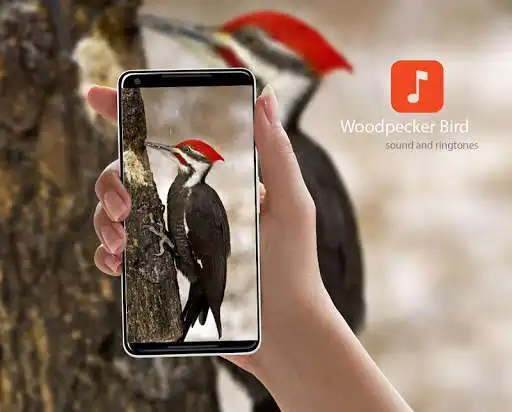 Play Woodpecker Bird Sounds  and enjoy Woodpecker Bird Sounds with UptoPlay