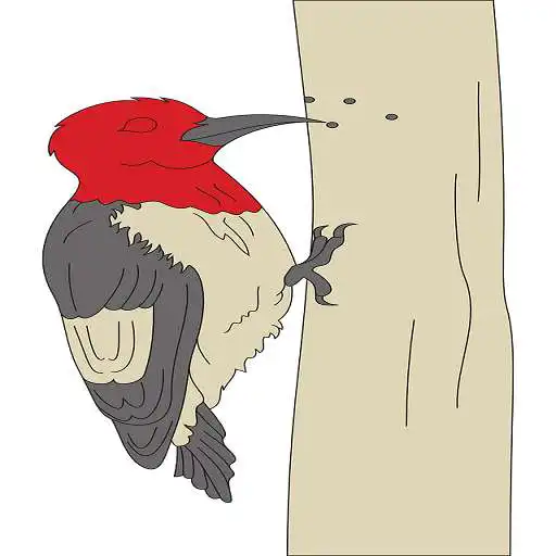Play Woodpecker Pecking Sound APK Play Woodpecker Pecking Sound APK