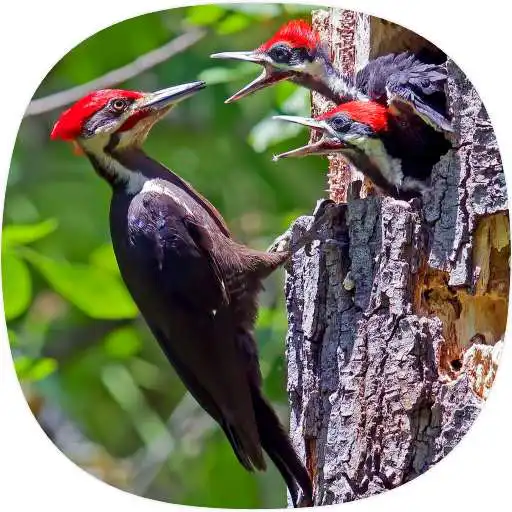 Play Woodpecker Ringtones APK Play Woodpecker Ringtones APK