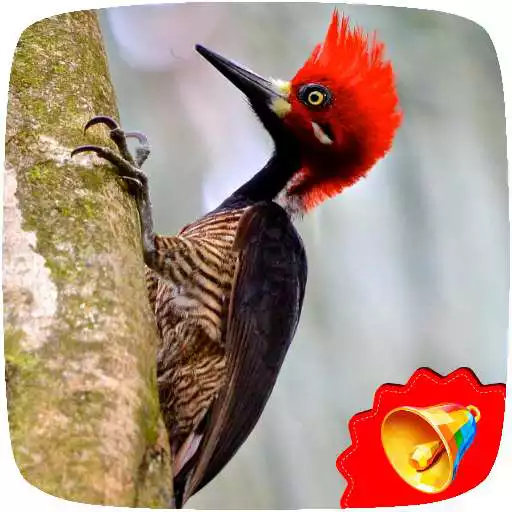 Free play online Woodpecker Sounds APK Free play online Woodpecker Sounds APK