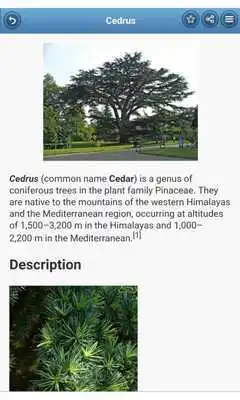 Play Wood species