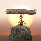 Free play online World of Ants Wallpapers APK