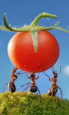 Play World of Ants Wallpapers