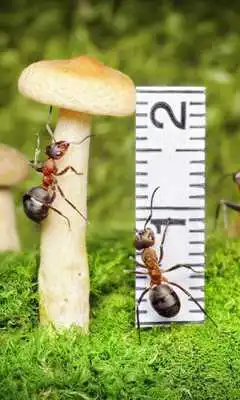 Play World of Ants Wallpapers