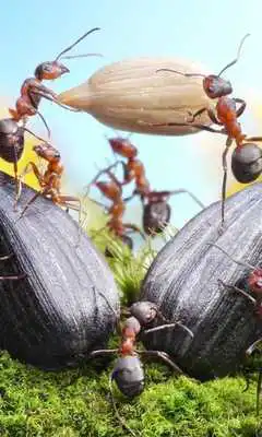 Play World of Ants Wallpapers