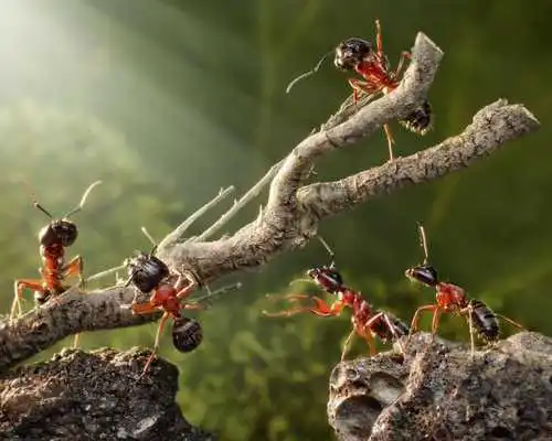 Play World of Ants Wallpapers