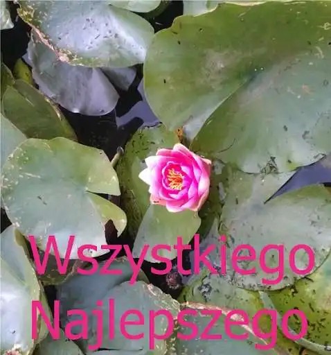 Play Wszystkiego najlepszego  and enjoy Wszystkiego najlepszego with UptoPlay