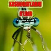 Free play online Xashoratni oldir Uyni tozala APK Free play online Xashoratni oldir Uyni tozala APK
