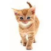 Free play online X Domesticated Animals Chinese APK