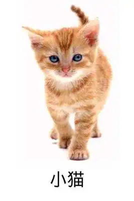 Play X Domesticated Animals Chinese