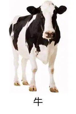 Play X Domesticated Animals Chinese