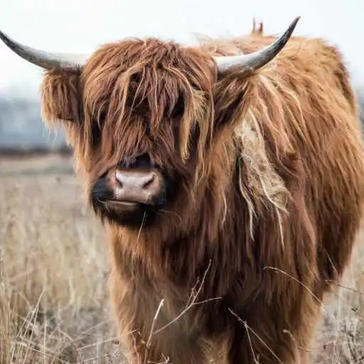 Play Yak Wallpaper APK