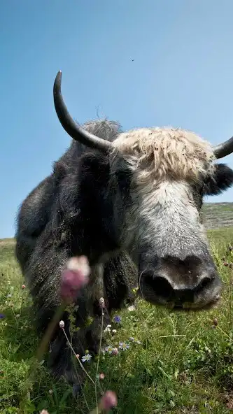 Play Yak Wallpaper and enjoy Yak Wallpaper with UptoPlay Play Yak Wallpaper and enjoy Yak Wallpaper with UptoPlay