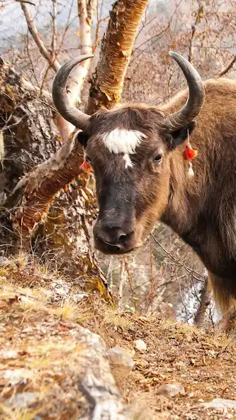 Play Yak Wallpaper as an online game online Yak Wallpaper with UptoPlay Play Yak Wallpaper as an online game Yak Wallpaper with UptoPlay