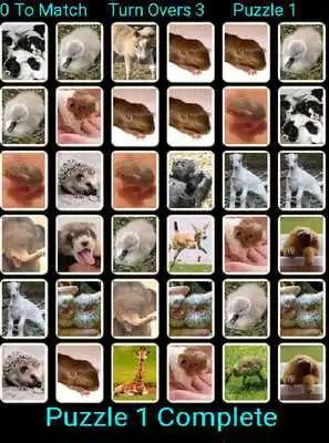 Play YAP Young Animal Pairs