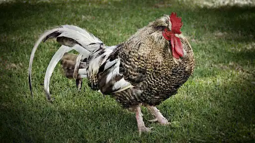Play Year of Rooster. Super Wallpapers