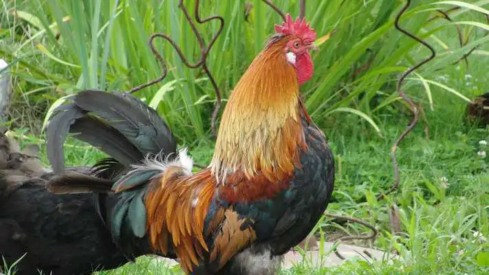Play Year of Rooster. Super Wallpapers