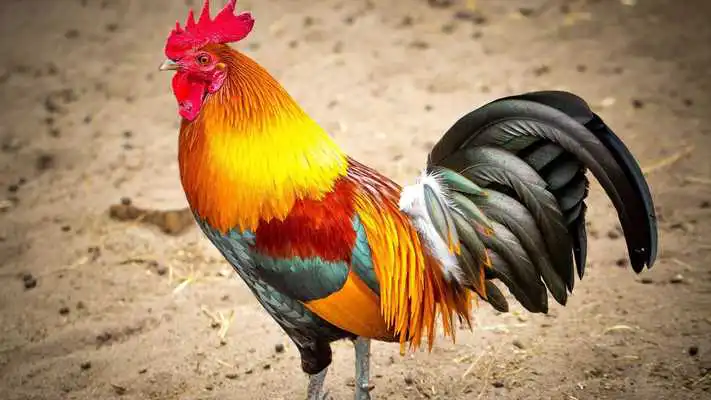 Play Year of Rooster. Super Wallpapers