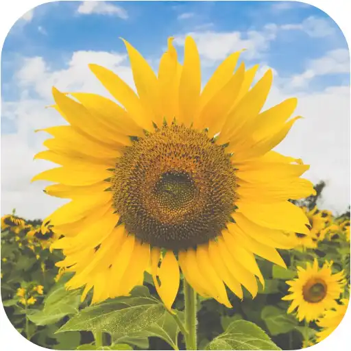 Play Yellow Aesthetic Wallpaper Offline APK Play Yellow Aesthetic Wallpaper Offline APK
