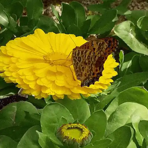 Free play online Yellow Butterfly Flower LWP  APK