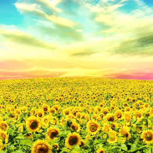 Play Yellow Field LWP APK