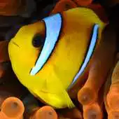 Free play online Yellow Fish Live Wallpaper APK Free play online Yellow Fish Live Wallpaper APK