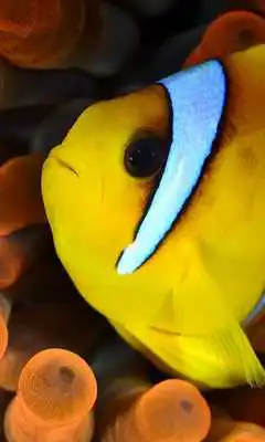 Play Yellow Fish Live Wallpaper