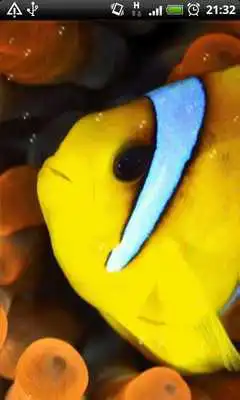 Play Yellow Fish Live Wallpaper