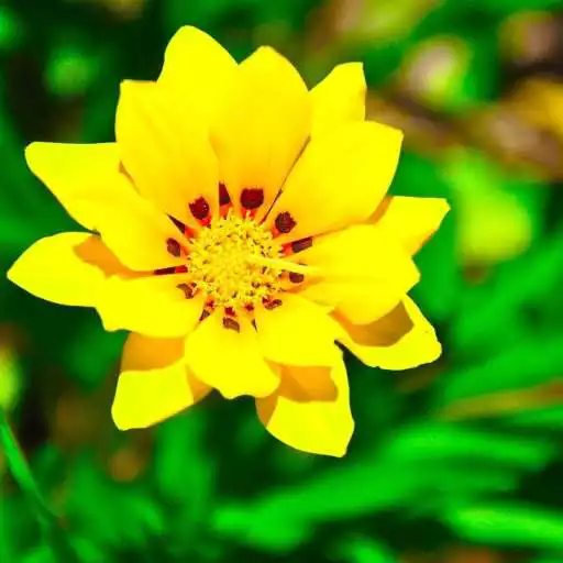 Play Yellow Flower Live Wallpaper Free APK