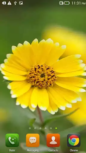 Play Yellow Flower Live Wallpaper Free  and enjoy Yellow Flower Live Wallpaper Free with UptoPlay
