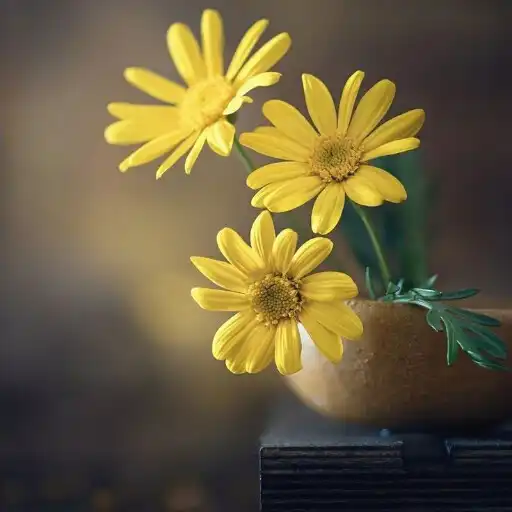 Play Yellow Flower Wallpapers HD APK