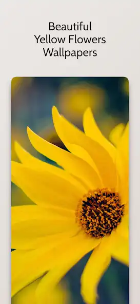 Play Yellow Flower Wallpapers HD and enjoy Yellow Flower Wallpapers HD with UptoPlay Play Yellow Flower Wallpapers HD and enjoy Yellow Flower Wallpapers HD with UptoPlay