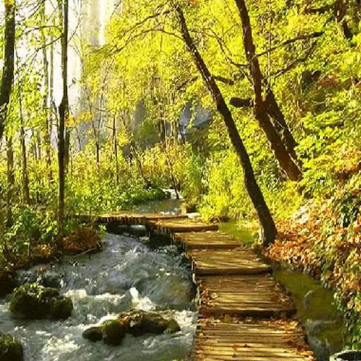 Free play online Yellow Forest Live Wallpaper  APK