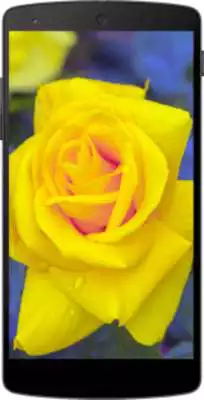 Play Yellow Roses Wallpapers