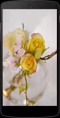 Play Yellow Roses Wallpapers
